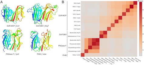 Cellular Homologs Of The Double Jelly Roll Major Capsid Proteins