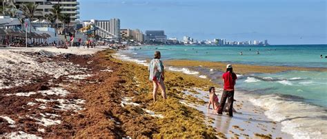 ‘perfect Storm Of Flesh Eating Bacteria Hitting Us Beach Researchers