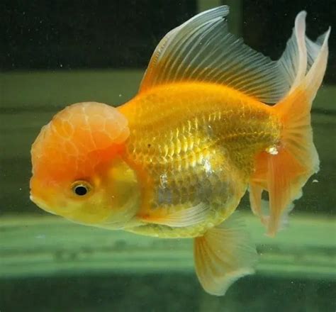 How Long Do Goldfish Live Lifespan Of Goldfish Pond Informer