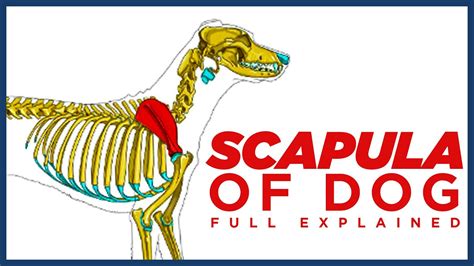 Scapula Of Dog Veterinary Anatomy Dog Forelimb Youtube