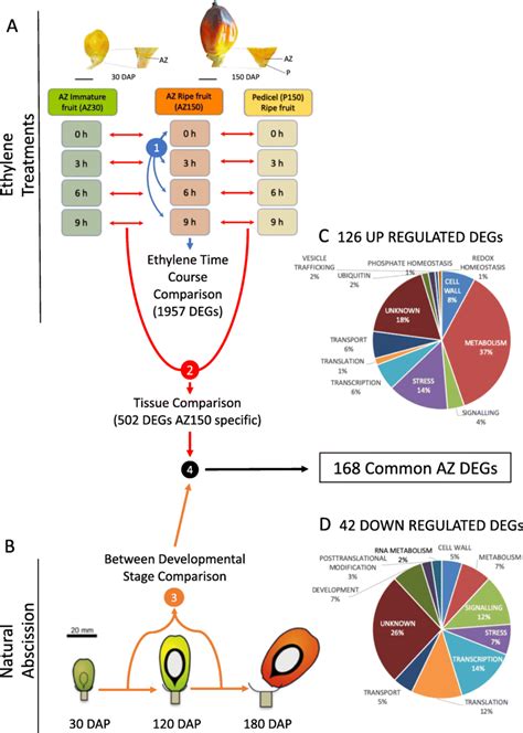 A Multi Scale Comparative Transcriptome Analysis Approach Was Used To