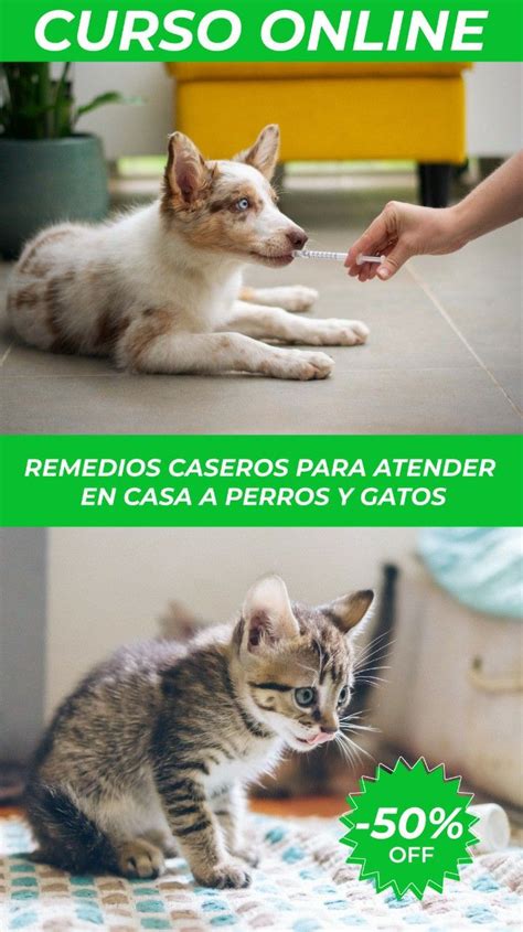 Remedios Caseros Para Atender En Casa A Perros Y Gatos Remedios