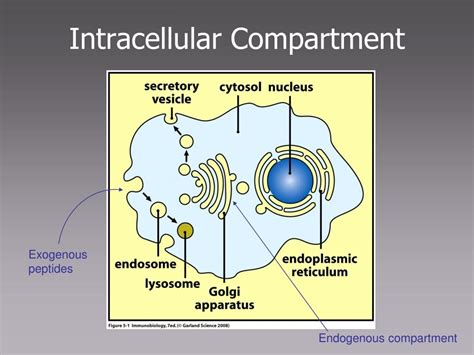 Ppt Micr 304 Immunology And Serology Powerpoint Presentation Free Download Id 438107