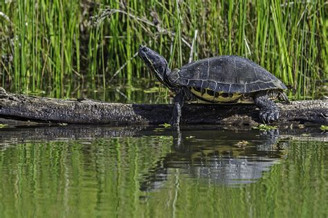 Tartarughe D Acqua Dolce Antichi E Affascinanti Rettili