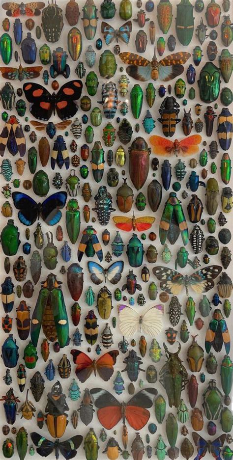 Artists Who Create Artworks Of Insects Artofit