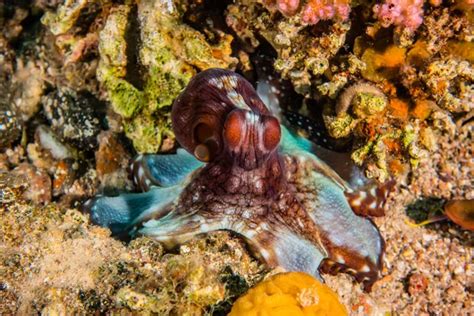 Flamboyant cuttlefish Stock Photos, Royalty Free Flamboyant cuttlefish ...