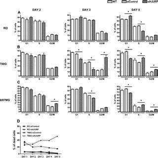 T G And U Mg Cells Are Dramatically Affected By Hjurp Knockdown