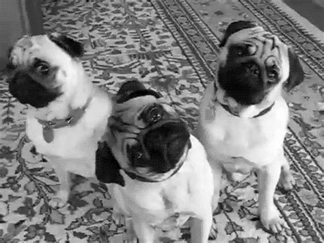 Pug Appreciation GIFs - Find & Share on GIPHY