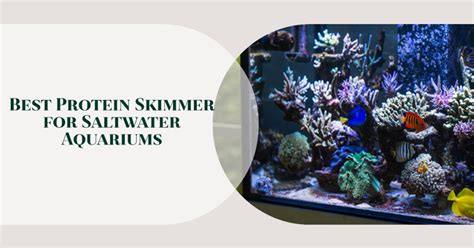 Best Protein Skimmer For Saltwater Aquariums Top Picks For