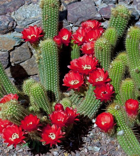 cactus в 2020 г | Цветок кактуса, Цветы пустыни, Красивые цветы