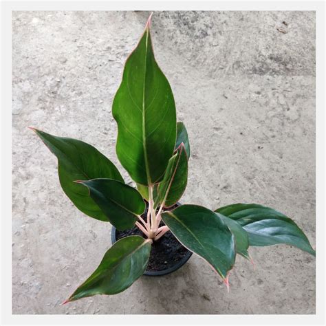 Aglaonema Green