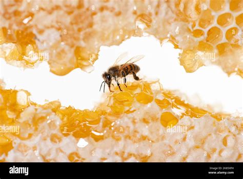 Abeja comiendo miel con su lengua Vista a través de pedazos de panal