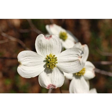 Flowering Dogwood tree seeds – Angela's Heavenly Garden