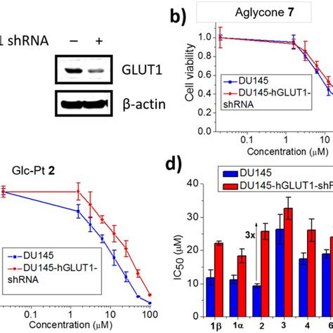 A Western Blot Analysis Of Glut1 Protein In Du145 And Its Knockdown