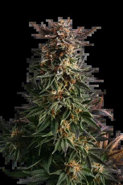 Big Band Strain Cannabis Seeds – Royal King Seeds - Feminized & Autoflowering Cannabis Seeds