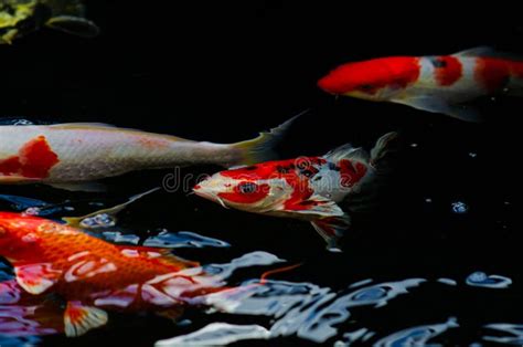 Japan Koi Fisch Schwimmen In Einem Wassergarten Fantasievolle