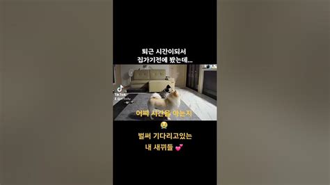 빨리꺼내 알람시계 어디 숨겼어 ㅋㅋ강아지 Puppy Shorts Dog애견 Pet 반려동물 폼피츠 장모치와와