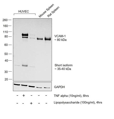 Vcam 1 Cd106 Recombinant Monoclonal Antibody Sa05 04 Ma5 31965