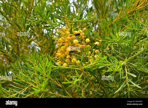 Port Lincoln Wattle Acacia Anceps Is A Big Shrub Native To