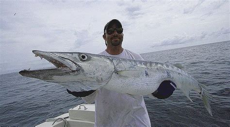 Barracuda – Overlooked as an Inshore and Offshore game fish! - iOutdoors