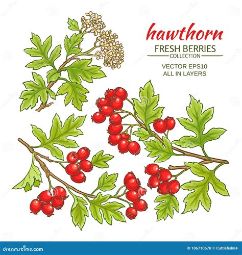 Hawthorn Vector Set Stock Vector Illustration Of Drawing