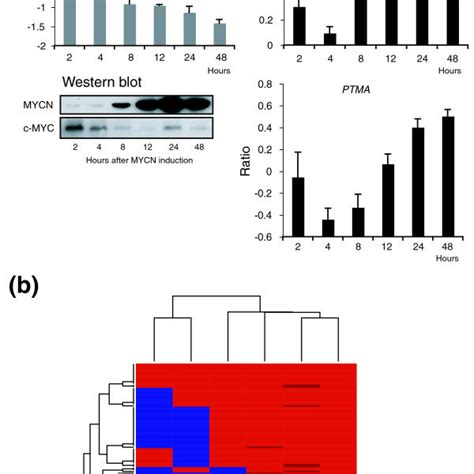 Identification And Validation Of Mycnc Myc Target Genes In