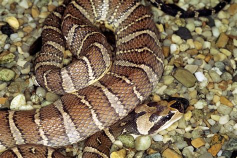 Cox's mud snake (Homalopsis mereljcoxi)