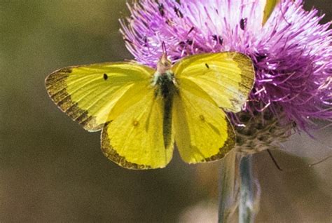 Harfords Sulphur Yosemite National Park Butterfly Guide 🦋 · Inaturalist