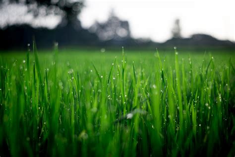 Free Images Water Nature Dew Light Blur Growth Field Farm