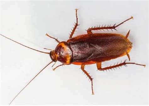 Largest Cockroach Species With Image - Best Roach Killer