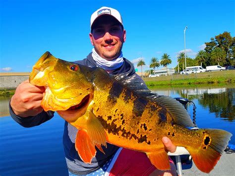 Marathon Peacock Bass Florida Keys Catch Peacock Bass A Short Drive