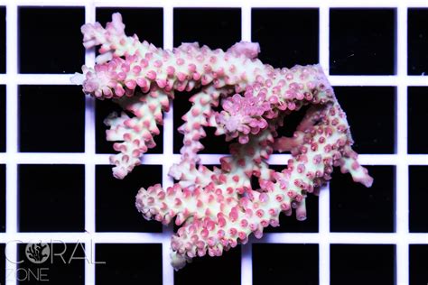 Acropora Microclados Strawberry Shortcake Coral Zone