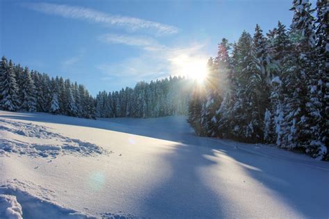 Banco De Imagens árvore Floresta Montanha Neve Inverno Dom Luz