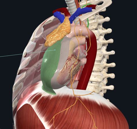 Anatomy The Heart Lab Flashcards Quizlet