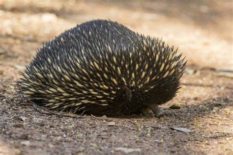 Echidna Stock Photos, Images and Backgrounds for Free Download