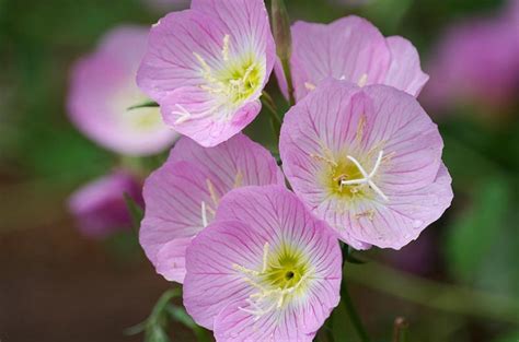 Oenothera Speciosa Mexican Evening Primrose Pink Buttercups Pink