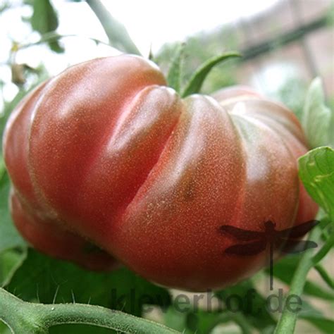 Saatgut Samen Von Der Tomate Purple Calabash