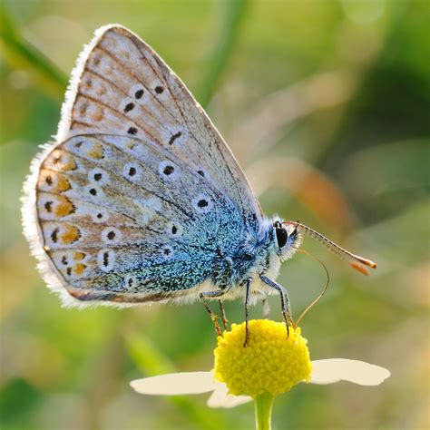 Kostenlose Foto Natur Fotografie Blume Tierwelt Insekt Makro