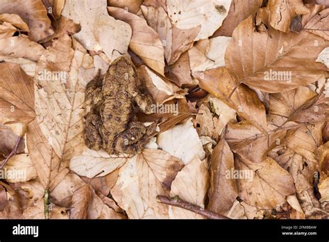 Toad Common Toad Bufo Bufo Stock Photo Alamy