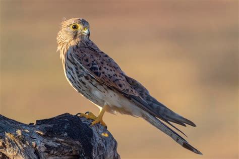 Premium Photo Common Kestrel European Kestrel Eurasian Kestrel Or Old