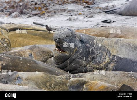 Elephant Seals Sea Lion Island Falkland Islands Stock Photo Alamy