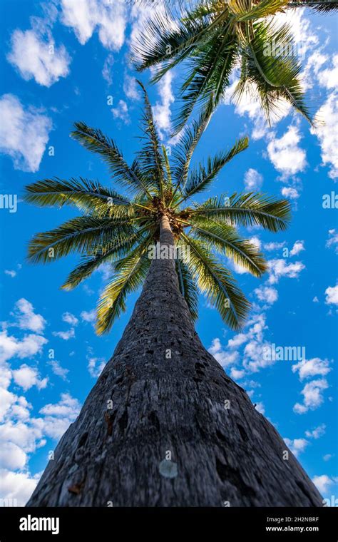 Palmiers par une journée ensoleillé et sous un beau ciel bleu Ile de