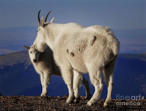 Oreamnos americanus Photograph by Dlamb Photography - Pixels