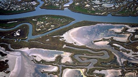 Salvaguardia Della Laguna Le Barene Naturali Crescono Con Il Progetto