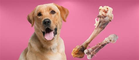 Can Dogs Eat Chicken Bones The Risks And Dangers