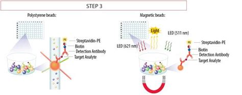 Luminex Assay Principle | Principles, Magnetic beads, Molecular