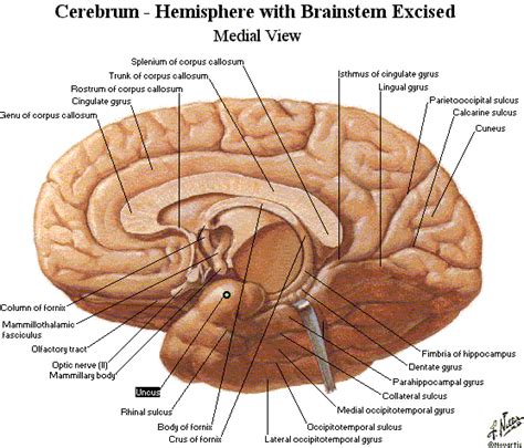 Corpus Callosum Anatomia Do Cérebro Sistema Nervoso Aula De Anatomia