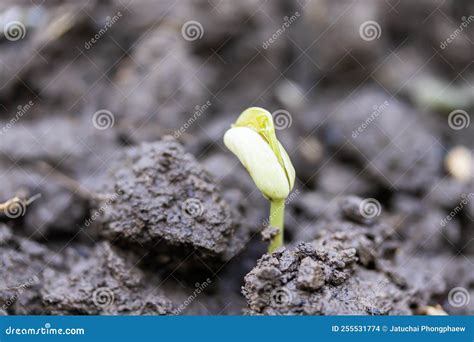 Brotes De Hortalizas En Las Plantas De Cultivo Foto De Archivo Imagen