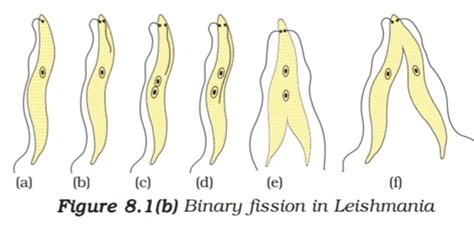 Binary Fission In Leishmania