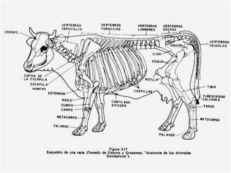 Osteologia Animal